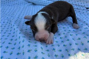 Felix - puppy for sale