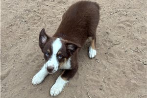 Felix - Miniature Australian Shepherd for sale