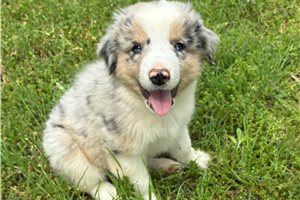 Forrest - Miniature Australian Shepherd for sale