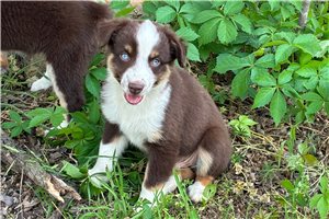 Felix - Miniature Australian Shepherd for sale
