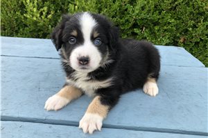 Bentley - puppy for sale