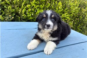 Finley - Miniature Australian Shepherd for sale