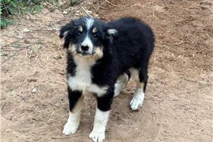 Finley - Miniature Australian Shepherd for sale