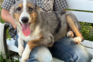 Franklin - Miniature Australian Shepherd for sale