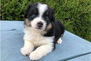 Betty - puppy for sale