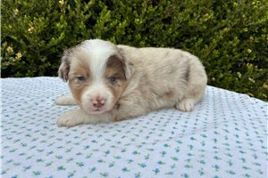 Fabian - Miniature Australian Shepherd for sale