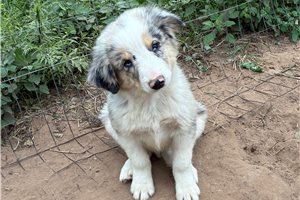 Forrest - Miniature Australian Shepherd for sale
