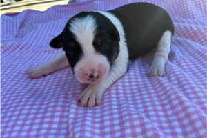 Francesca - Miniature Australian Shepherd for sale