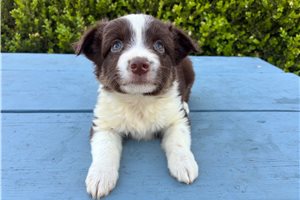 Faith - Miniature Australian Shepherd for sale