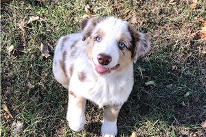 Benson - Miniature Australian Shepherd for sale