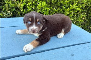 Freya - Miniature Australian Shepherd for sale