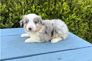 Forrest - Miniature Australian Shepherd for sale