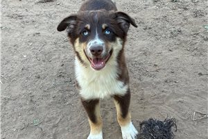 Freya - Miniature Australian Shepherd for sale