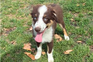 Felix - Miniature Australian Shepherd for sale