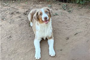 Fernando - Miniature Australian Shepherd for sale