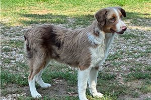 Fernando - Miniature Australian Shepherd for sale