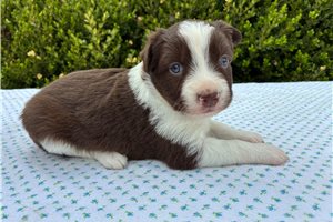 Faith - Miniature Australian Shepherd for sale