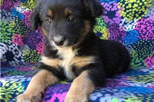 Spade - puppy for sale