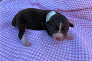 Freya - Miniature Australian Shepherd for sale