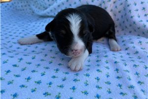 Finley - Miniature Australian Shepherd for sale
