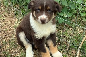 Freya - Miniature Australian Shepherd for sale