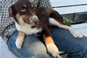 Freya - Miniature Australian Shepherd for sale