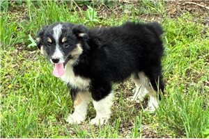 Finley - Miniature Australian Shepherd for sale