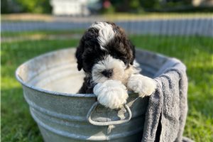 Maggie Mae - Bernedoodle, Mini for sale