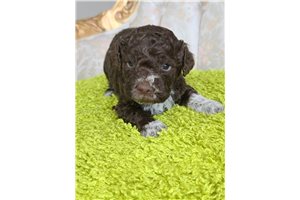 Fiona - Lagotto Romagnolo for sale