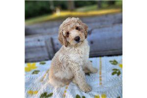 Matty - Bernedoodle for sale