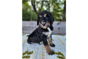 Maxie - Bernedoodle for sale