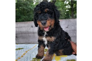 Lizzy - Bernedoodle for sale