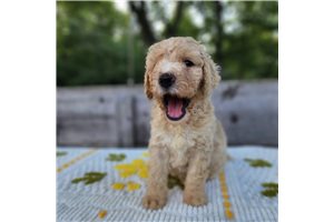 Markus - Bernedoodle for sale