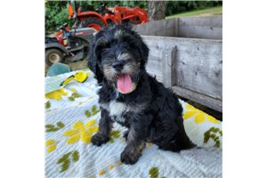 Siri - Bernedoodle for sale
