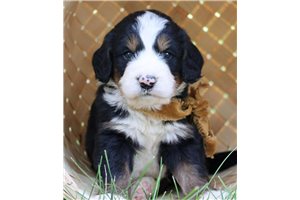 Kasey - Bernedoodle for sale