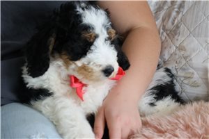 Piper - Bernedoodle for sale