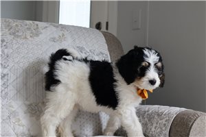 Paisley - puppy for sale