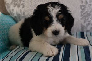 Paisley - Bernedoodle for sale