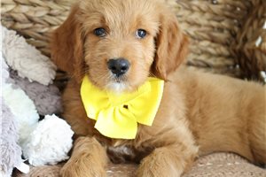 Nellie - Goldendoodle for sale