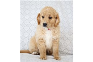 Chester - Goldendoodle, Mini for sale