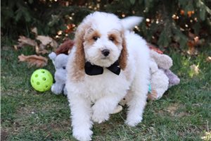 Ryker - Goldendoodle, Mini for sale