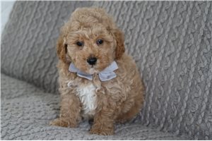 August - Goldendoodle, Mini for sale