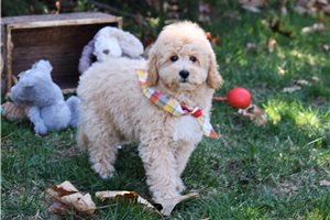 Ashby - Goldendoodle, Mini for sale