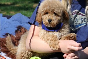 August - Goldendoodle, Mini for sale