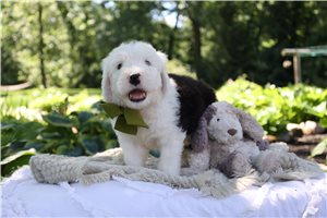 Thomas - Old English Sheepdog for sale
