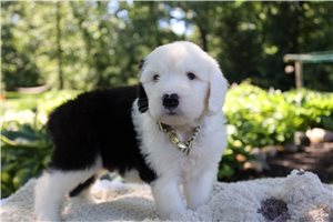 Theo - Old English Sheepdog for sale