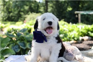 Tyler - Old English Sheepdog for sale