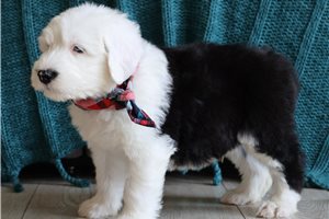 Gaston - puppy for sale