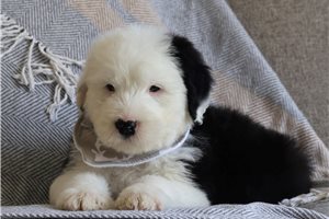 Mercer - puppy for sale