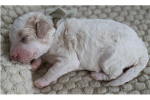 Ryker - Goldendoodle, Mini for sale